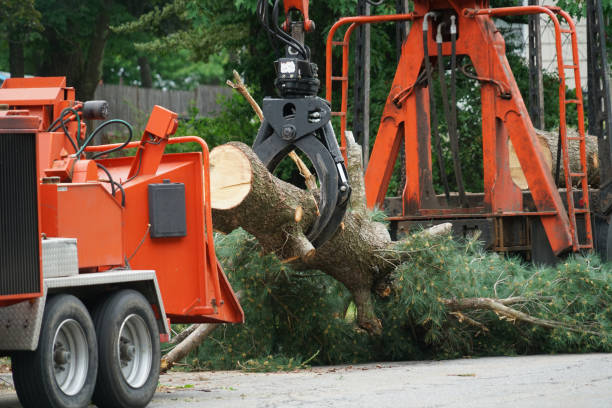 Best Tree Cutting Near Me  in Galena, IL